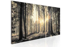 Bilde Forest Sun 150x50