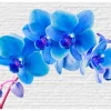 Fototapet Blue Excitation 350x245