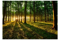 Tapeter-Fototapet Mystical Morning 350x245