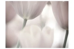 Tapeter-Fototapet Tulips Fine Art Black And White 250x193