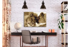 Gjør-det-selv-maleri Lions In Love 60x40 cm
