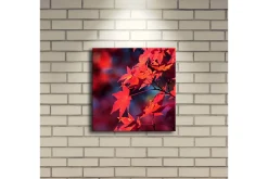 Lerretsbilder|Lerretsbilder-Lerretsbilde med LED-belysning 28x28 cm - Klart rødt lønneblad i høstfarger Flerfärgad