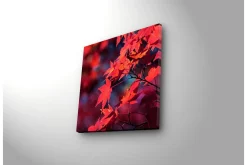 Lerretsbilder|Lerretsbilder-Lerretsbilde med LED-belysning 28x28 cm - Klart rødt lønneblad i høstfarger Flerfärgad