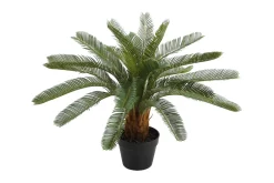 Plante CYCAS H70cm Med potte