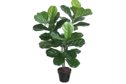 Plante FIDDLE LEAF H100 med potte
