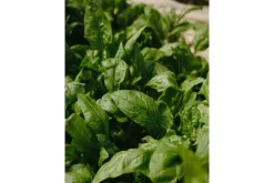 Venture Home Poster Green leaf 30x40 cm