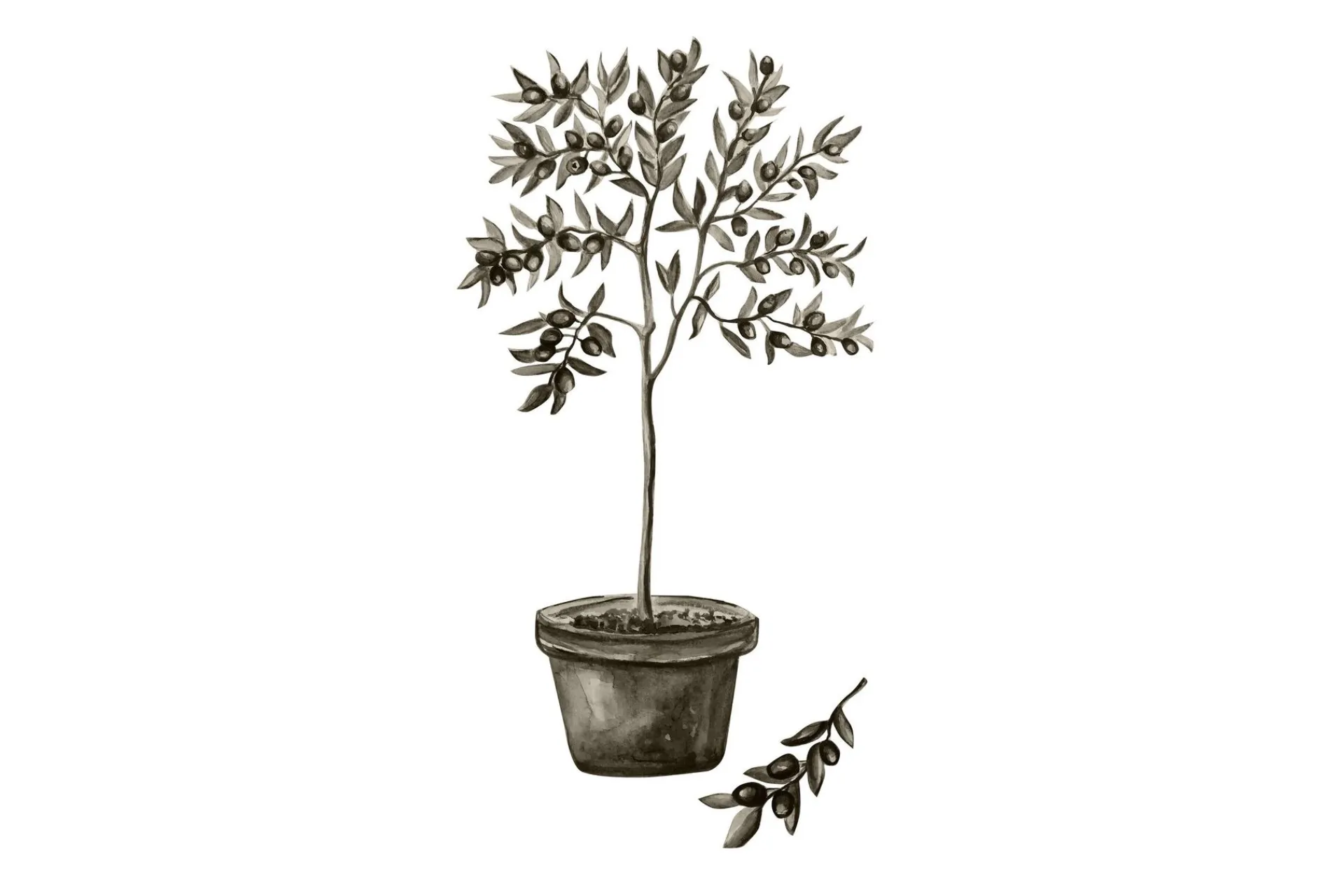 Venture Home Poster Olive 30x40 cm