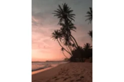 Venture Home Poster Summer 70x100 cm