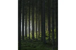 Venture Home Poster Woods 30x40 cm