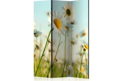 Romdeler Daisies - Spring Meadow